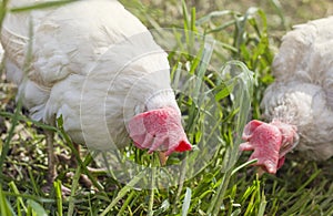 Two white chickens pecking for food in the garden