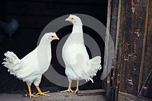 Two White Chickens