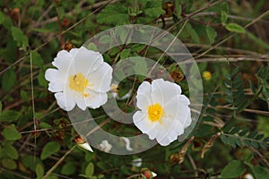 Two White Cistus Salvifolius flowers photo