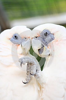 Two white cockatoos