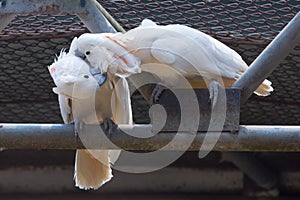 Two white cockatoos kiss together