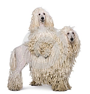 Two White Corded standard Poodles in front of white background