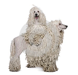 Two White Corded standard Poodles standing in front of white background