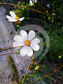 Two white cosmos bipinnatus flowers near the road