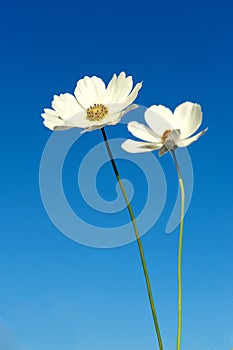 Two white Cosmos flowers against a dark blue sky isolated