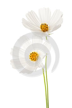 Two white Cosmos flowers isolated on white background. Garden Cosmos