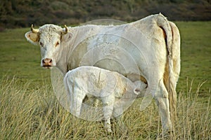 Two white cows in Dutch grass landscape