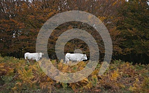 Two white cows in the forest