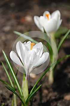 Two white crocus flowers