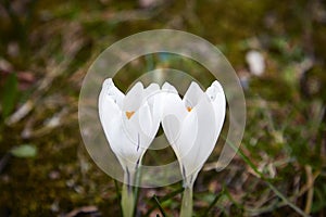 Two white crocus macro structure