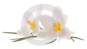 Two white crocus