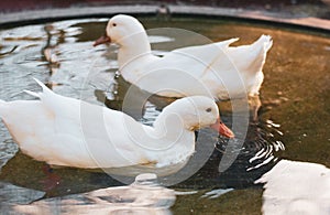 Two white cute ducks swimming lively in the small pool feeding something