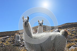 Two white cute llama looking at the camera.