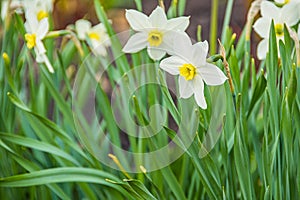 Two white daffodil flowers in summer garden. Growing plants in flower bed for bouquets