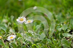 Two white daisies