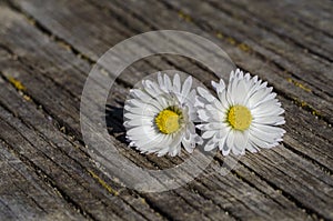 Daisy flowers on wooden table background with copy space