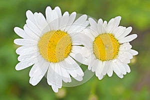 Two white daisy flowers