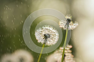 Two white delicate air colors of dandelions and spring sunny rain.