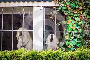 Two white dogs in an ivy framed window guarding and barking at what they see outside