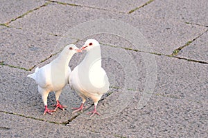 Two white doves,chasing and kissing