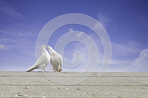 Two white doves