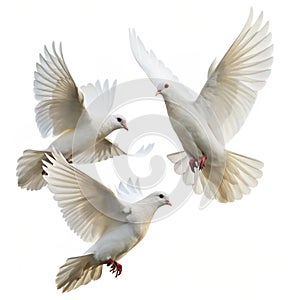 White doves in flight isolated on white