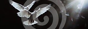 Two white doves fly on a black aesthetic background with sun rays. Peace concept. Generative AI