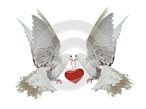 Two white doves holding red heart with their beaks