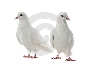 Two white doves isolated on a white photo
