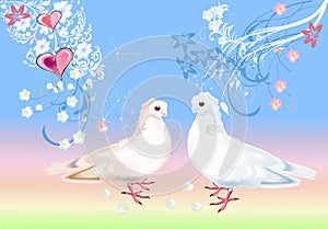 Two white doves on light background