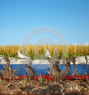 Two white doves sits on destroyed concrete wall painted in russian colors, yellow wheat fields with blue sky, concept of Ukraine