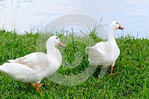 Two white duck sitting on glass