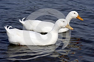 Two white ducks