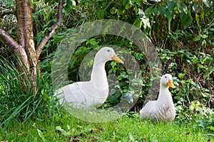 Two white ducks