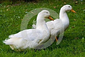 Two white ducks photo