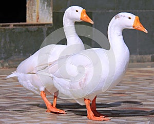 Two white ducks