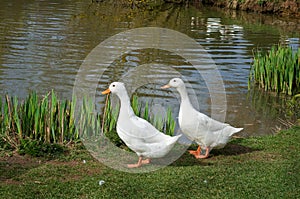 Two white ducks