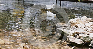 Two white ducks and ducklings are swimming in the pond