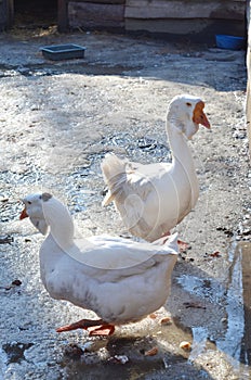 Two white ducks