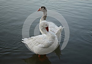 Two white ducks