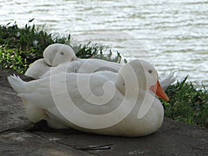 White ducks resting by the lake