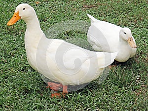 Two white ducks sitting together