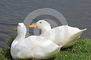 Two White Ducks