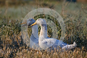 Two white ducks walking in the meadow