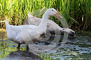 Two white ducks walking on the mud to looking for natural food fish and shellfish in the rice field. farm animal and organic