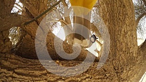 two White-eared bulbul jump on brench of big alhagi tree bird attacks camera desert Thar close up