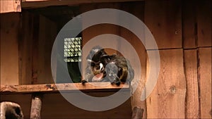 Two White-Eared Marmosets are sitting together.