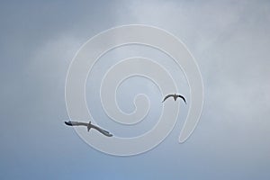 TWO WHITE EGRET BIRDS FLYING AGAINST OVERCAST SKY