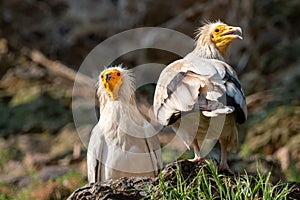 Two white Egyptian vultures sitting on the ground