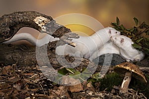 Two White European minks or nerts from a fur farm in an autumn forest landscape